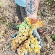 Cantina Il Torchio