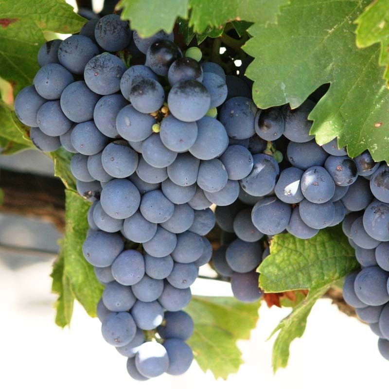 Cabernet Sauvignon