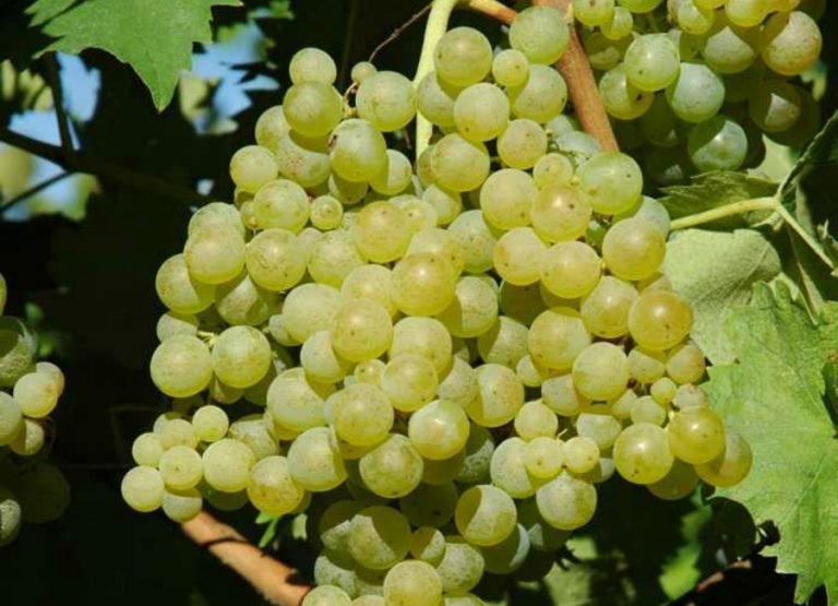 Catarratto