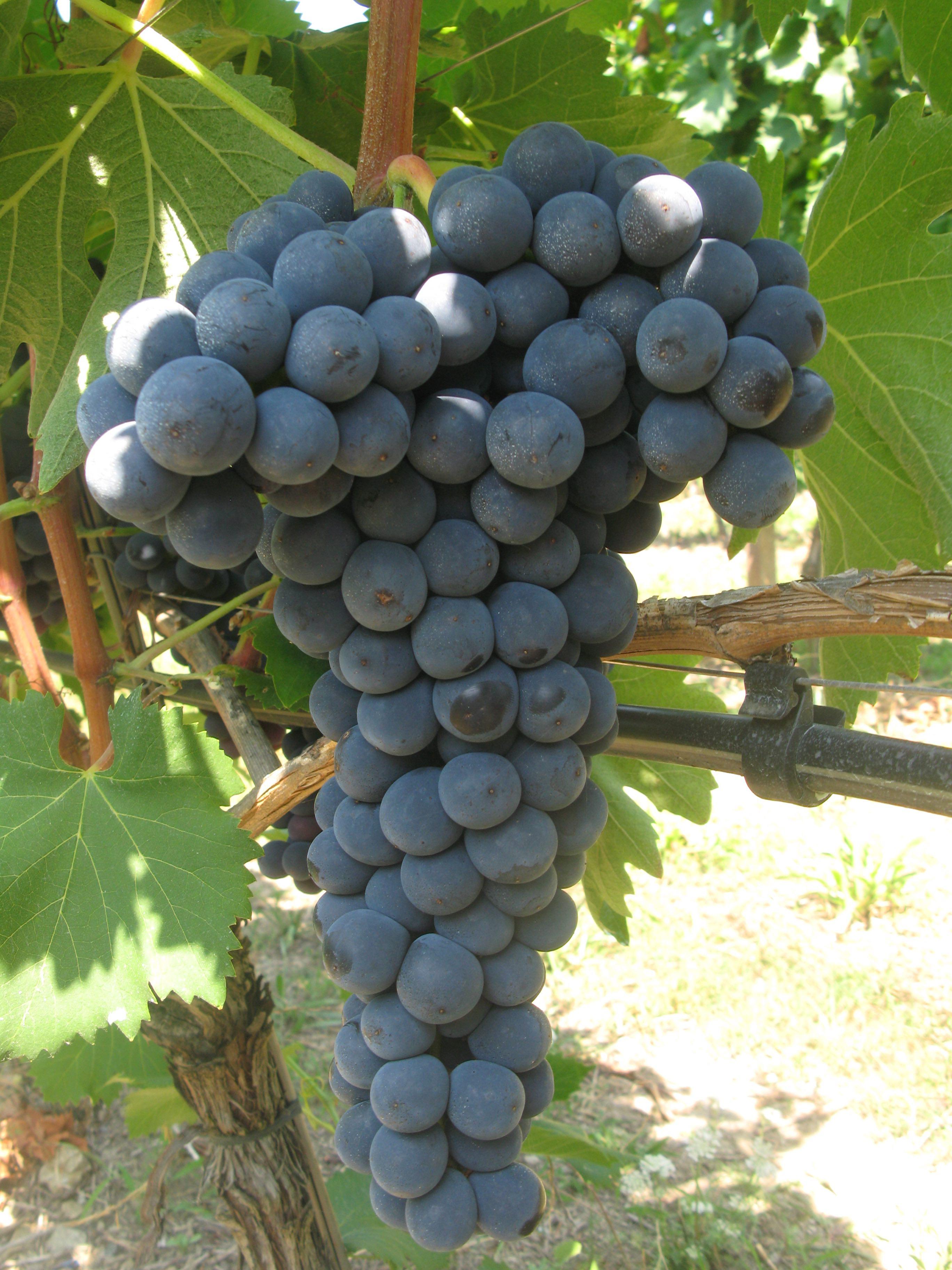 Ciliegiolo
