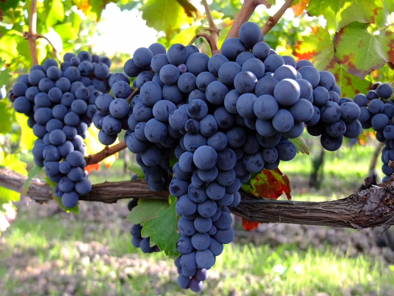 Nerello Mascalese