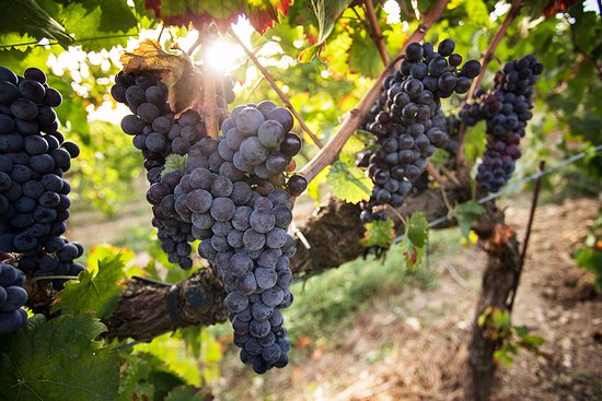 Sagrantino