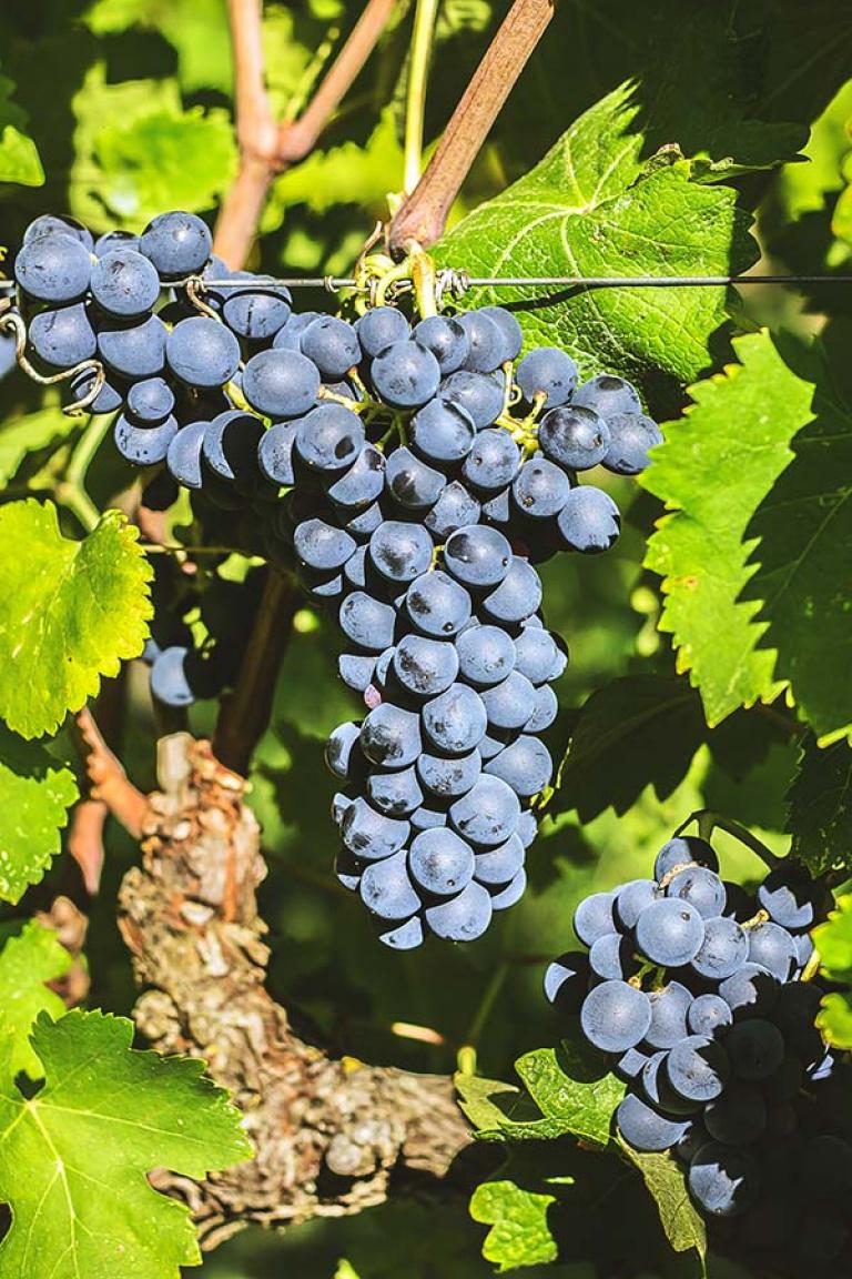 Syrah