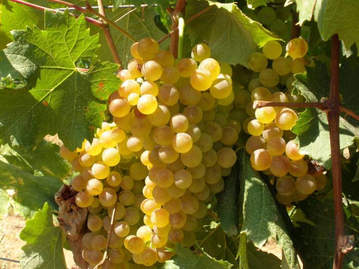 Vermentino