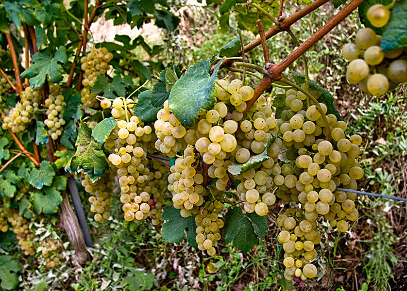 Falanghina