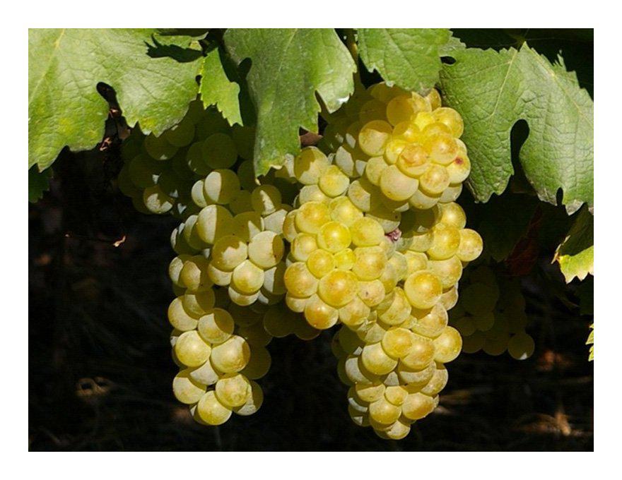 Moscato Bianco