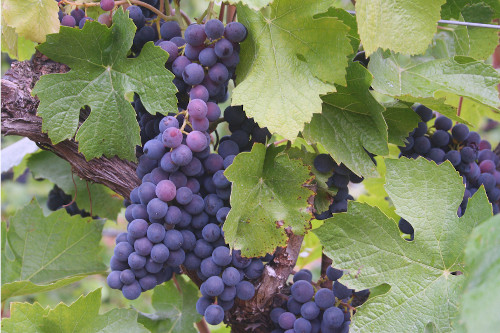 Tempranillo